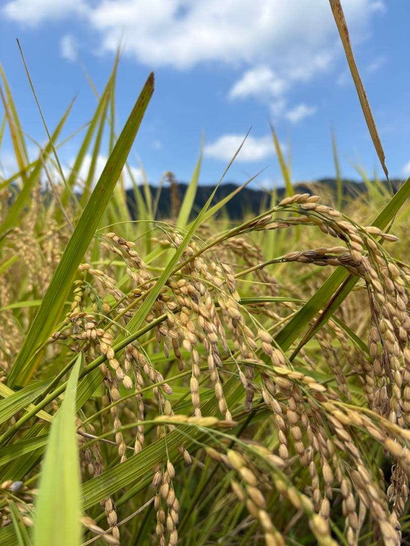 令和7年 新米 コシヒカリ10kg玄米