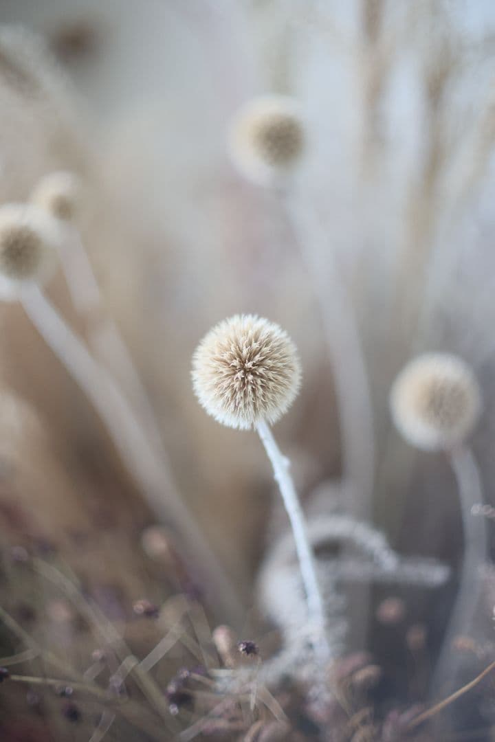 Super-Takumar 50mm F1.4 前期型 〈8枚玉〉【良品】