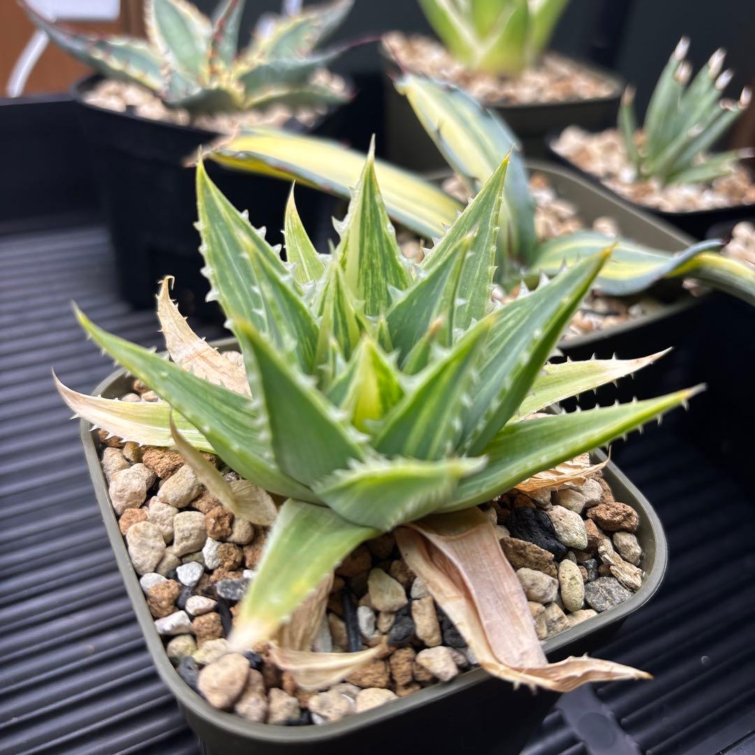 アロエ　ポリフィラ縞斑