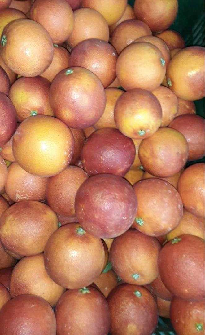 愛媛県産　ブラッドオレンジ　モロ　柑橘　15kg