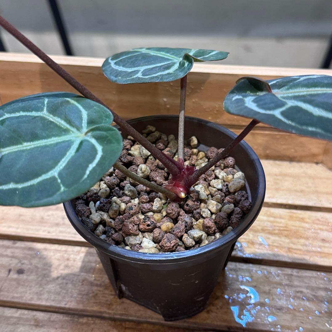 g*o様 28 アンスリウム　‘ミシェル’ F2 レッドクリスタリナム