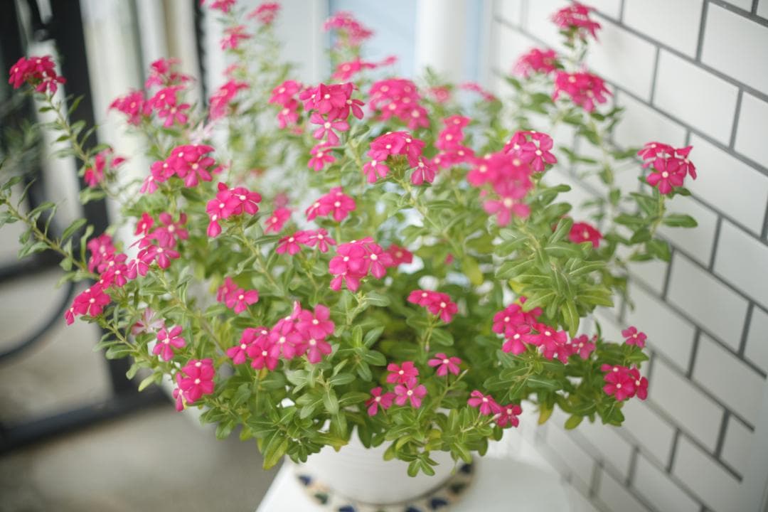 レンズ(単焦点) NIKON Non-Ai NIKKOR-S Auto F1.4/50mm L31