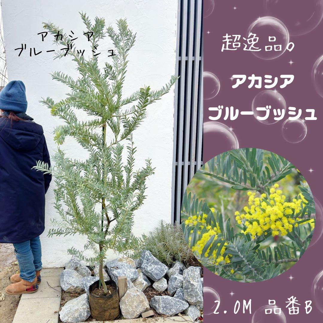 超逸品。アカシア ブルーブッシュ 2.0M(鉢底から) 品番B