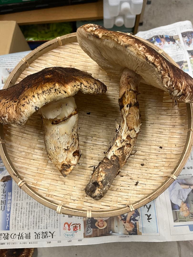 岩手県産松茸　特大開き　2本　今期最終