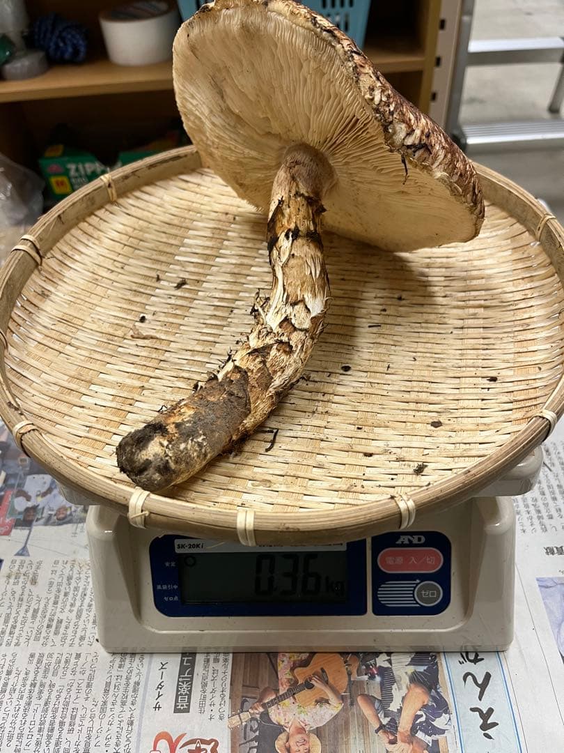 岩手県産松茸　特大開き　2本　今期最終