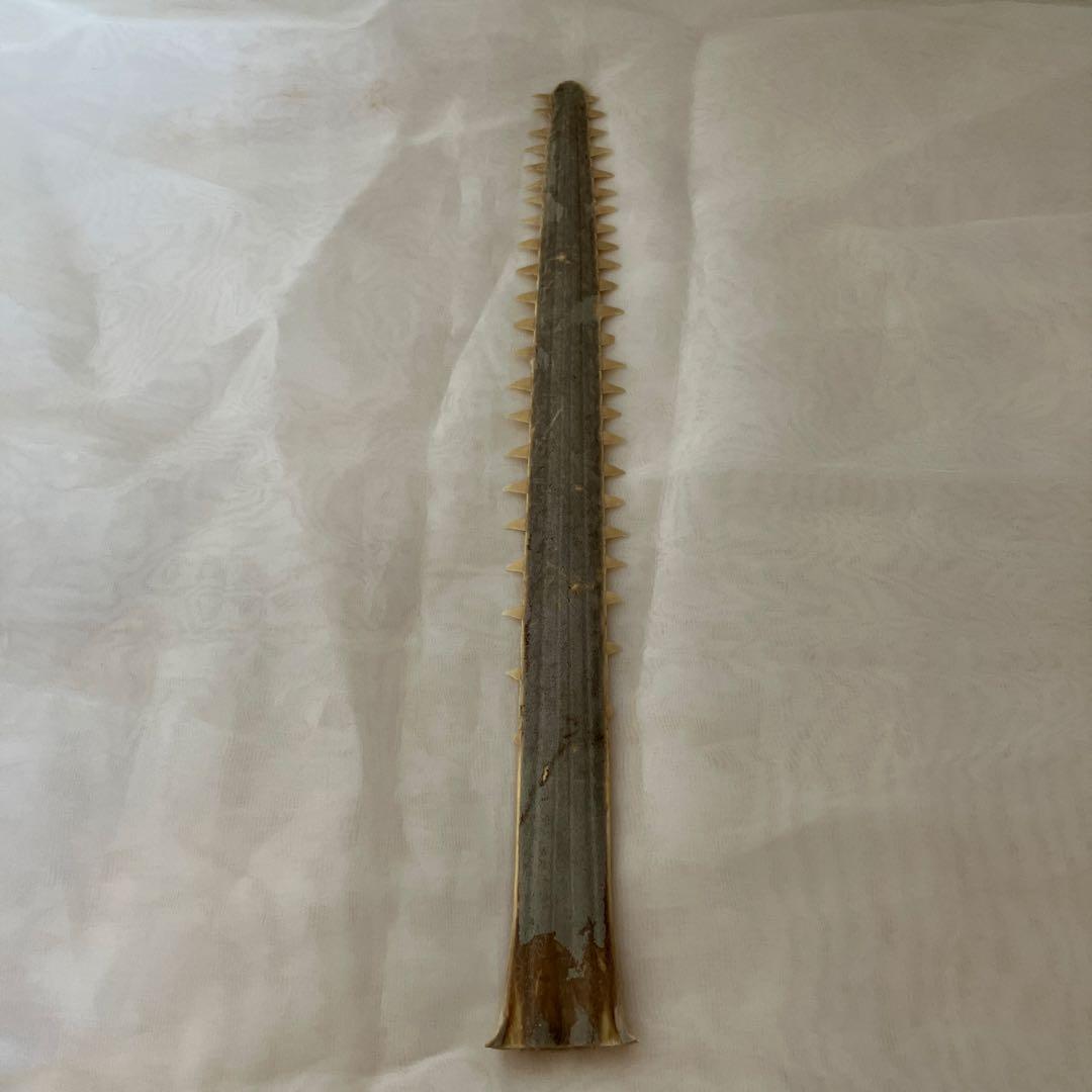 ノコギリザメの歯　標本