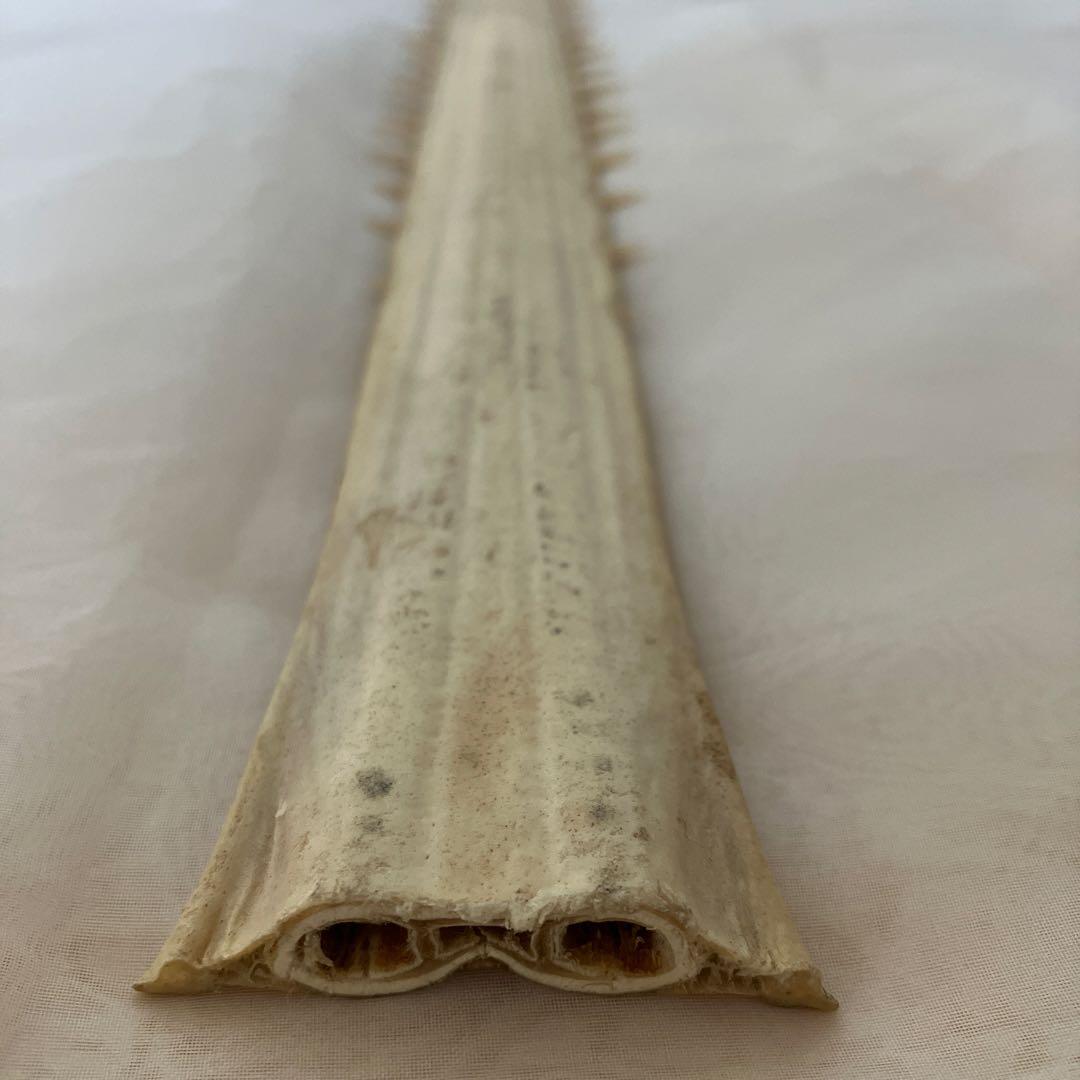 ノコギリザメの歯　標本