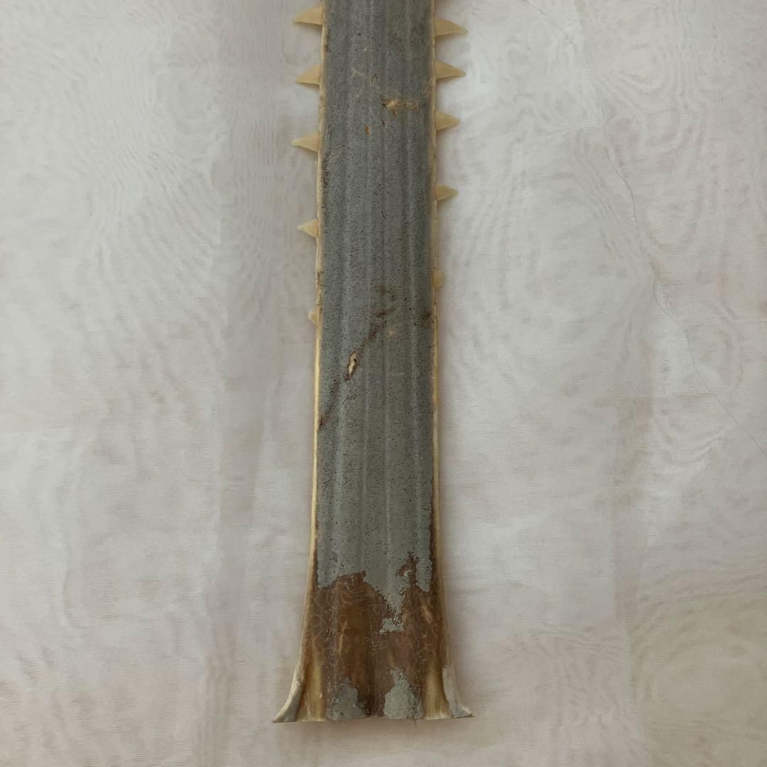 ノコギリザメの歯　標本