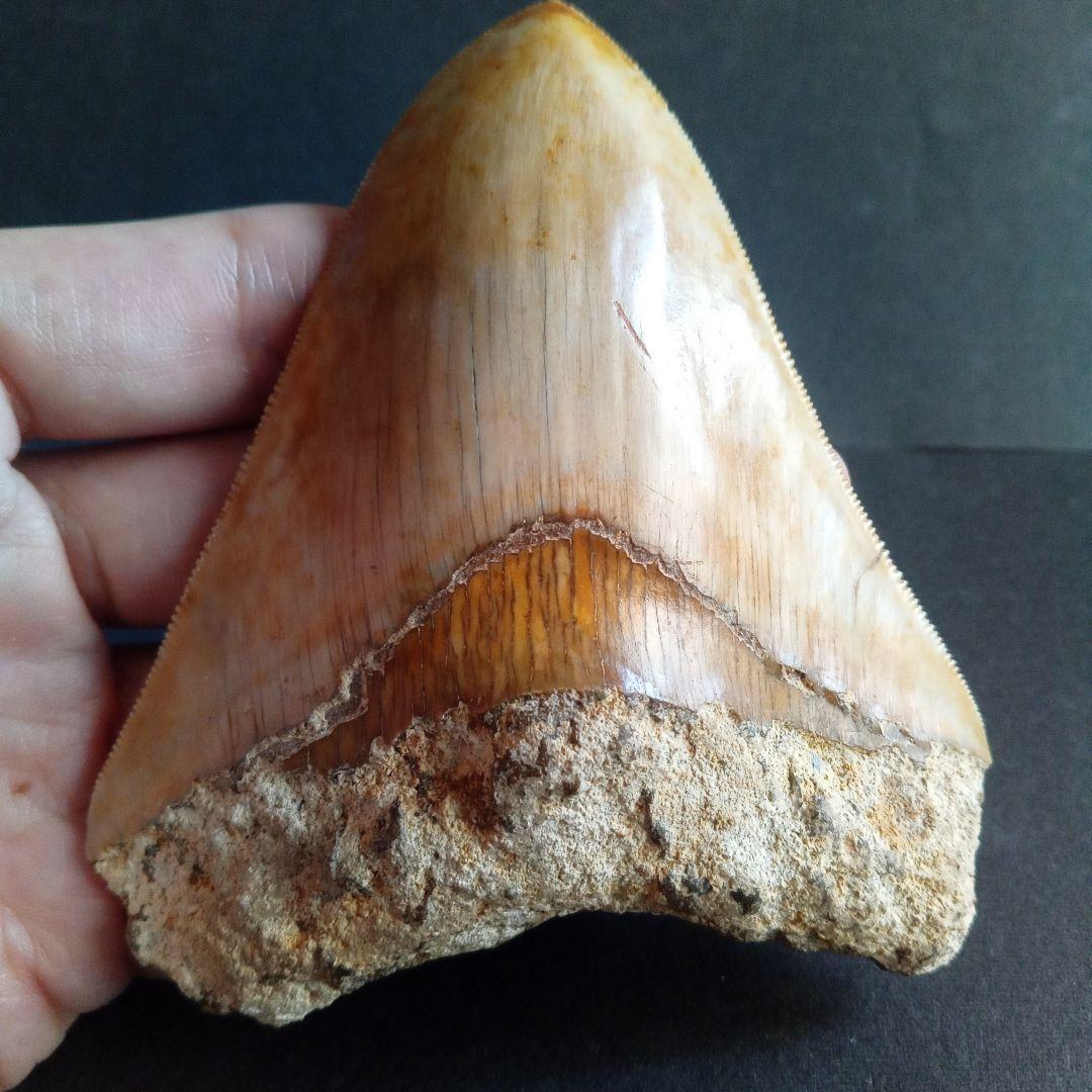 サメの歯化石　インドネシア産　メガロドン　上顎の幅広歯