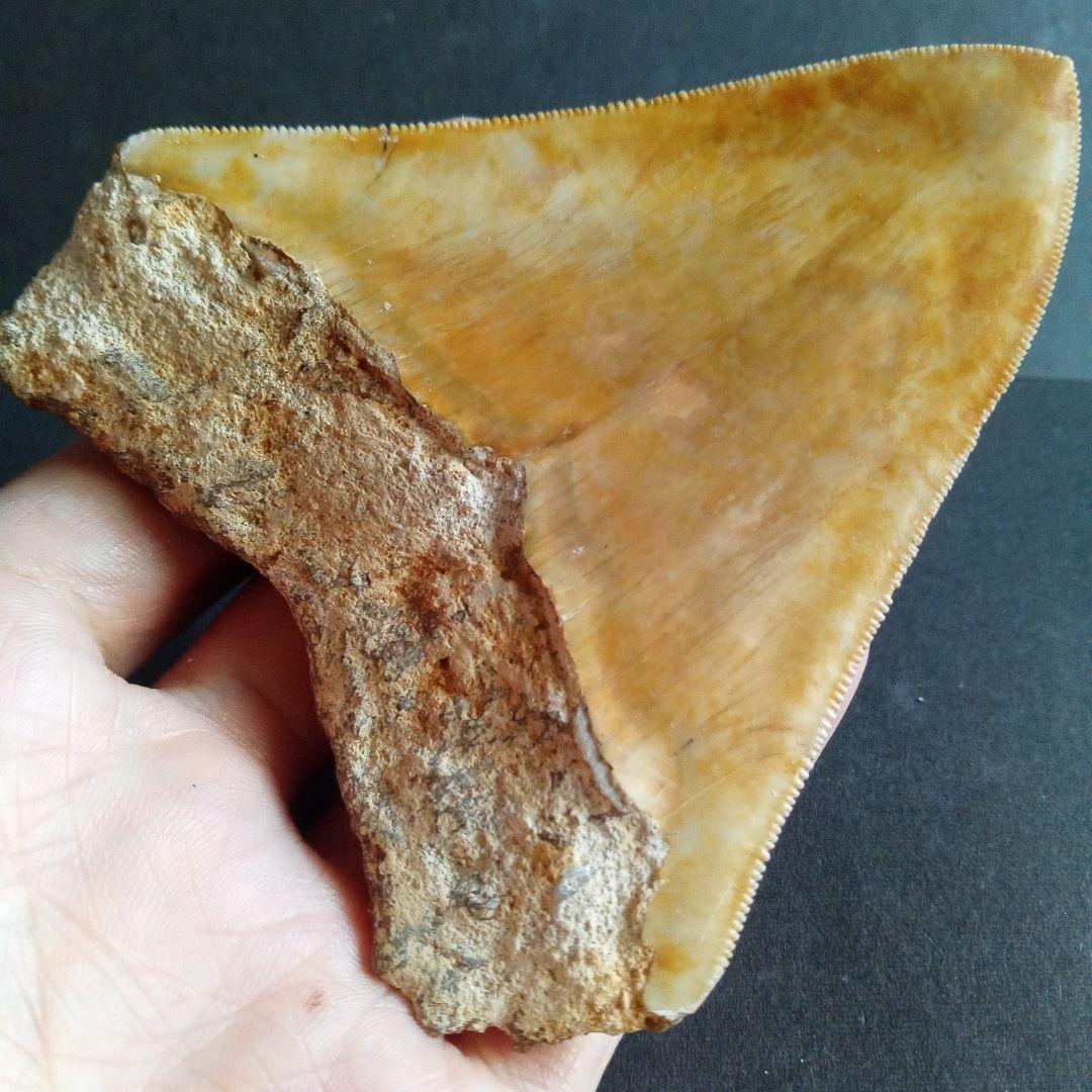 サメの歯化石　インドネシア産　メガロドン　上顎の幅広歯