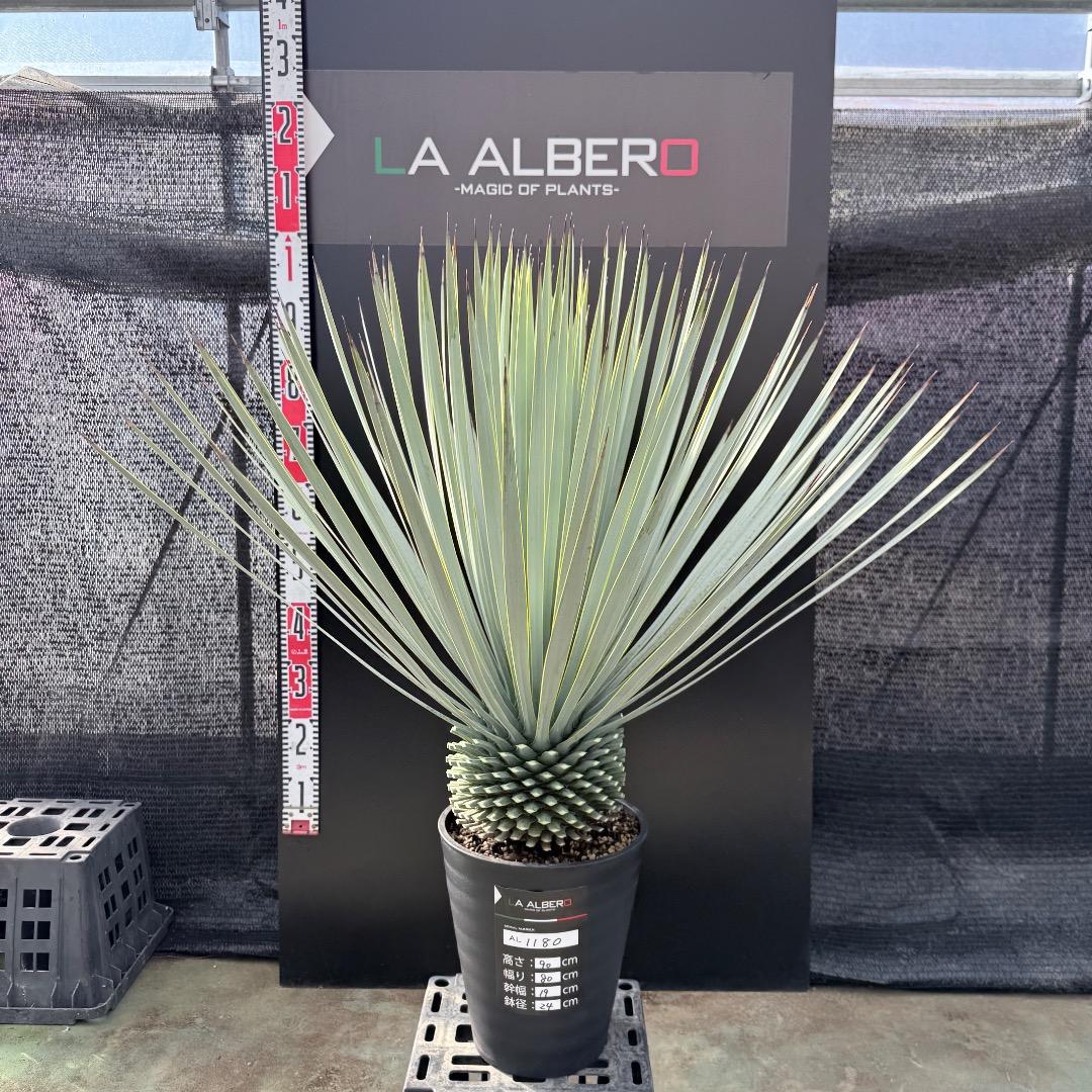 【AL1180】ユッカ　ロストラータ 超ブルー個体　超美形　極太