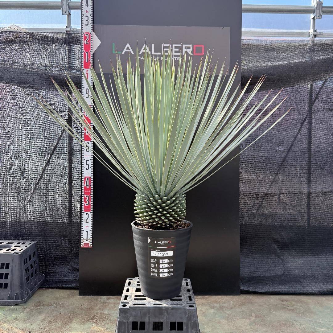 【AL1180】ユッカ　ロストラータ 超ブルー個体　超美形　極太