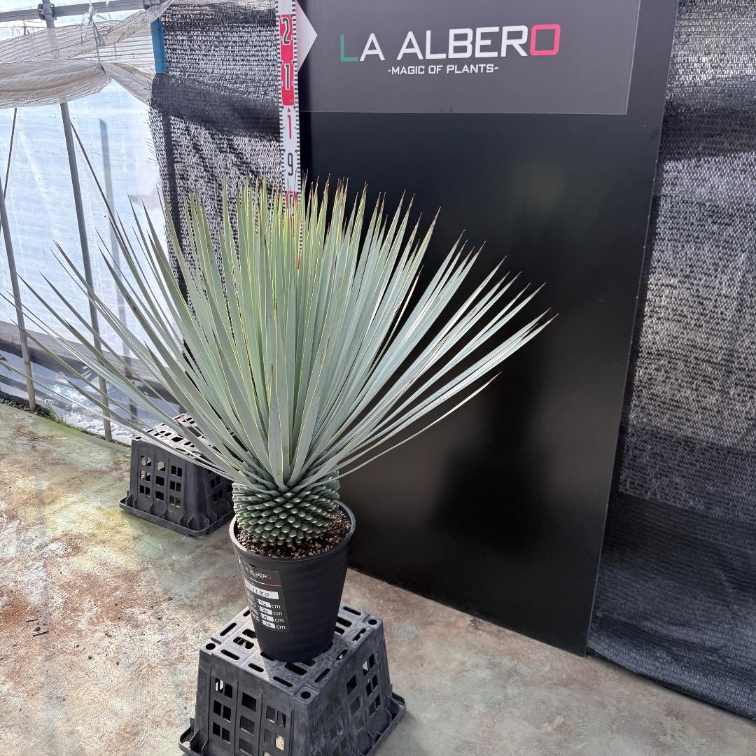 【AL1180】ユッカ　ロストラータ 超ブルー個体　超美形　極太