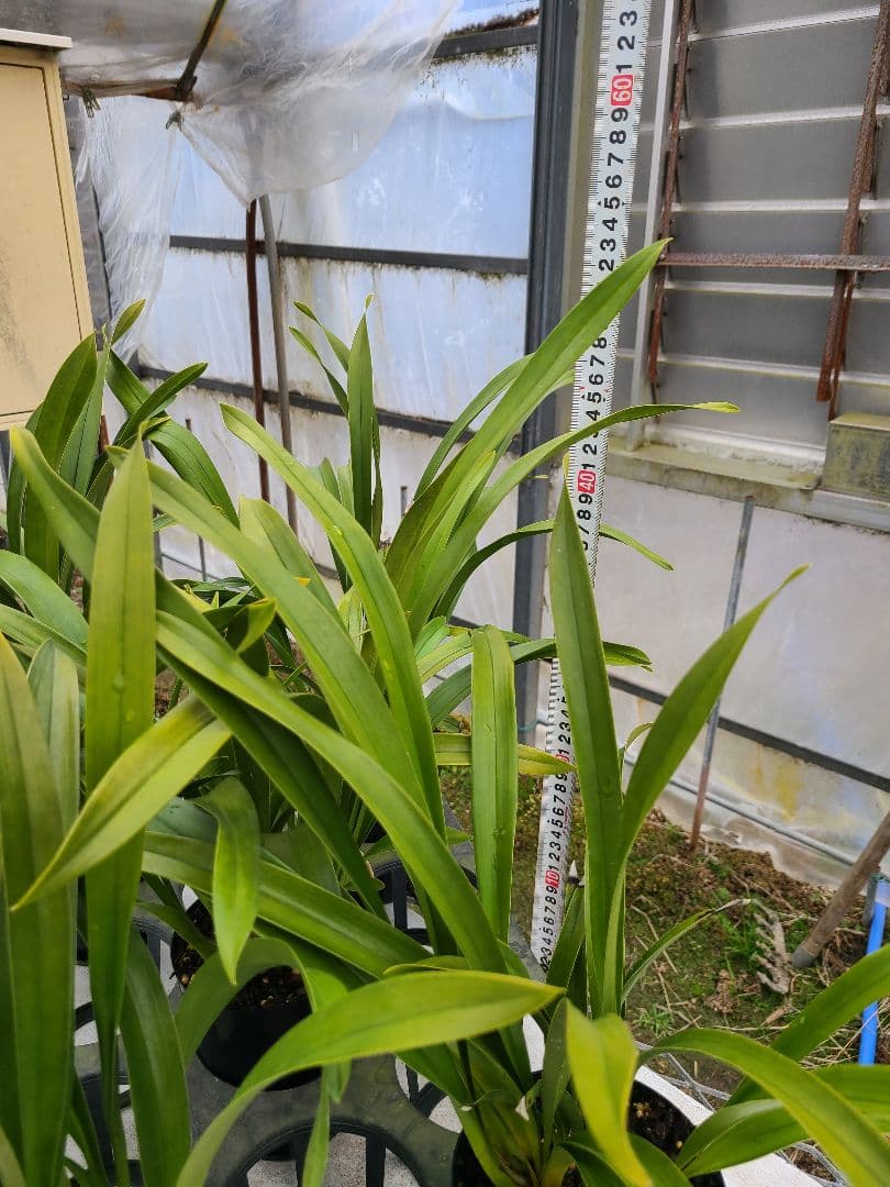 4寸。ミスマフェット。花芽合計11個。5鉢セット。蜜蜂誘引蘭。日本蜜蜂