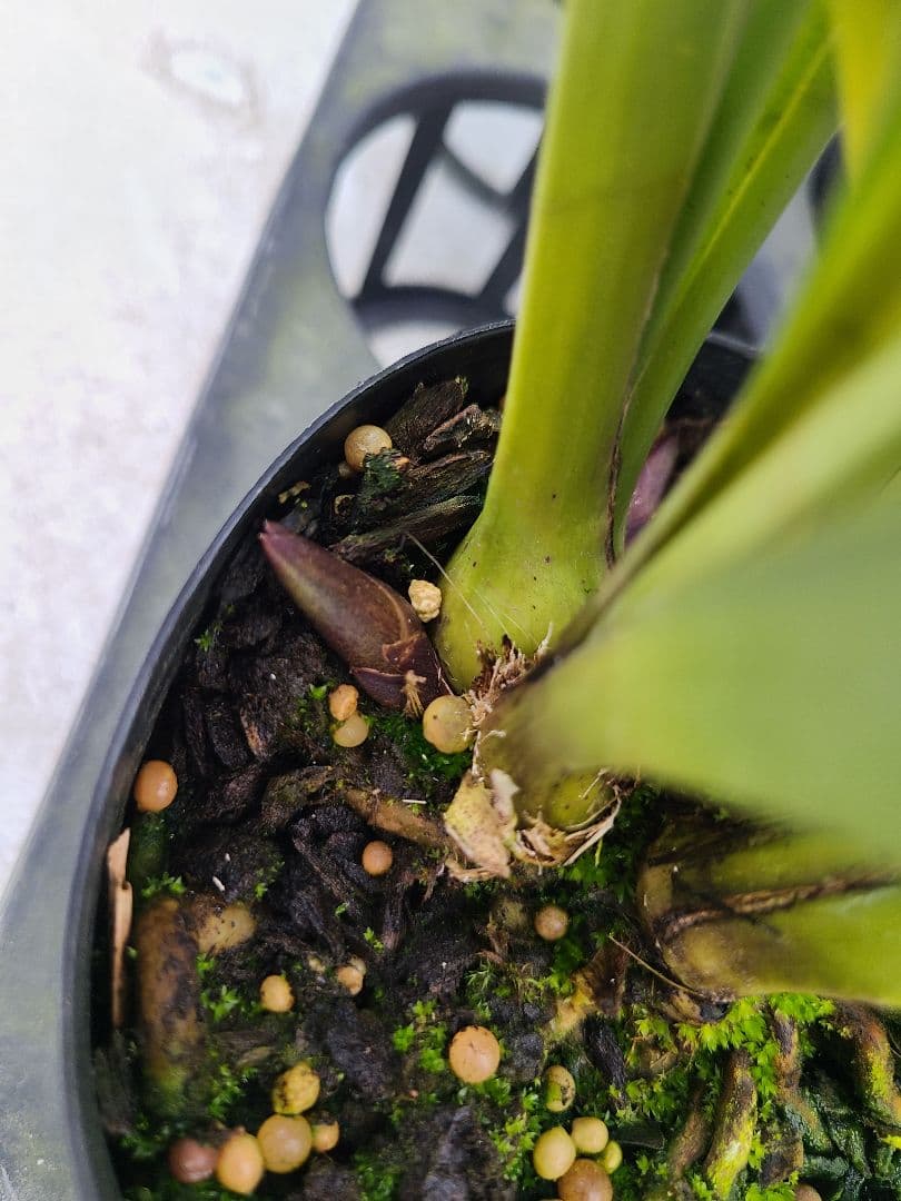 4寸。ミスマフェット。花芽合計11個。5鉢セット。蜜蜂誘引蘭。日本蜜蜂