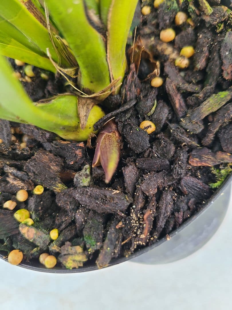 4寸。ミスマフェット。花芽合計11個。5鉢セット。蜜蜂誘引蘭。日本蜜蜂