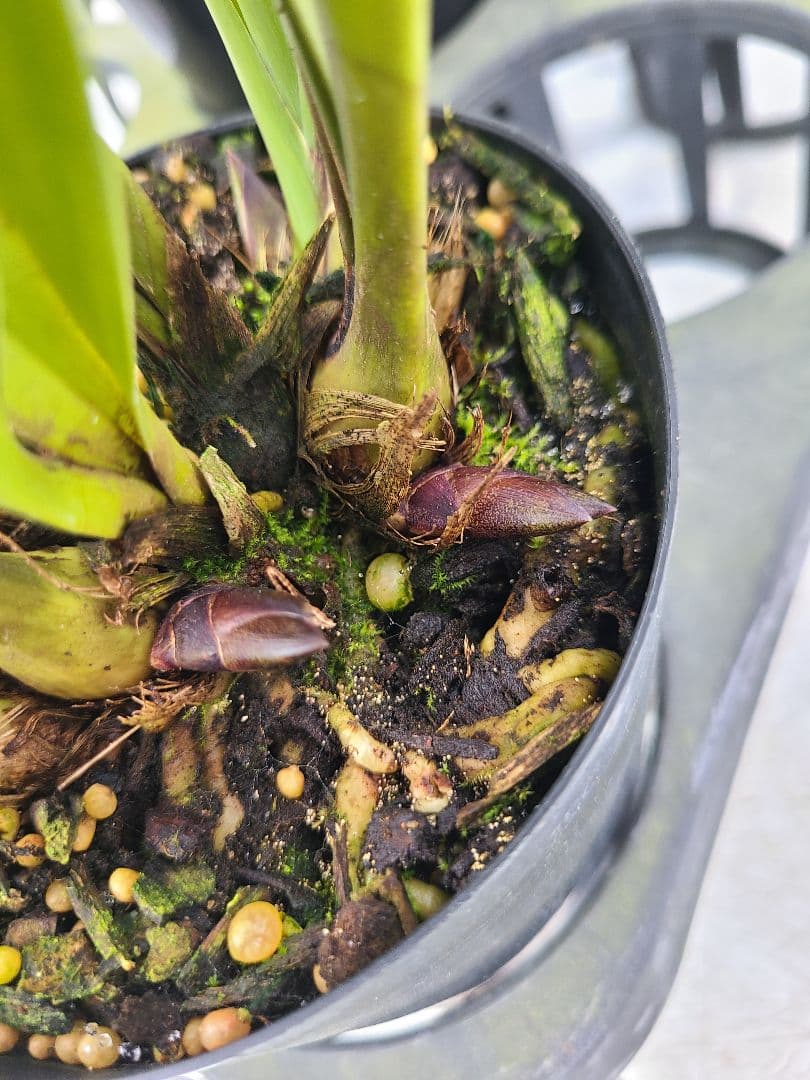 4寸。ミスマフェット。花芽合計11個。5鉢セット。蜜蜂誘引蘭。日本蜜蜂