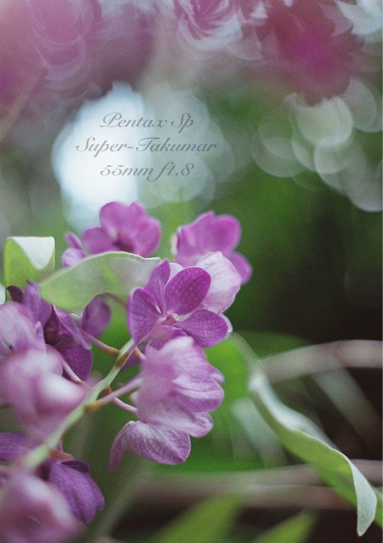 ★pentax sp ＊ブルー・リザード本革外装★完動＊美品＊初期保証＊作例必見