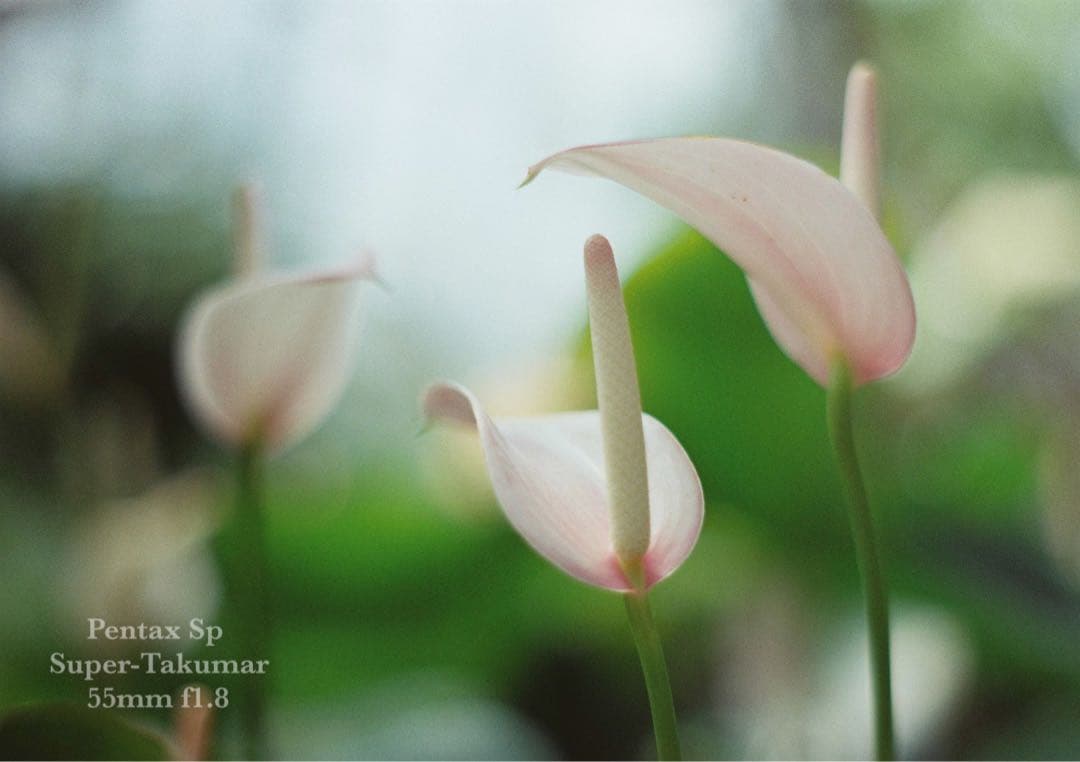 ★pentax sp ＊ブルー・リザード本革外装★完動＊美品＊初期保証＊作例必見