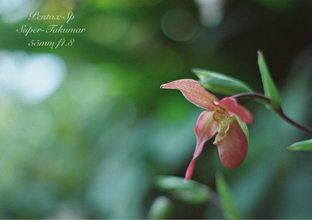 ★pentax sp ＊ブルー・リザード本革外装★完動＊美品＊初期保証＊作例必見