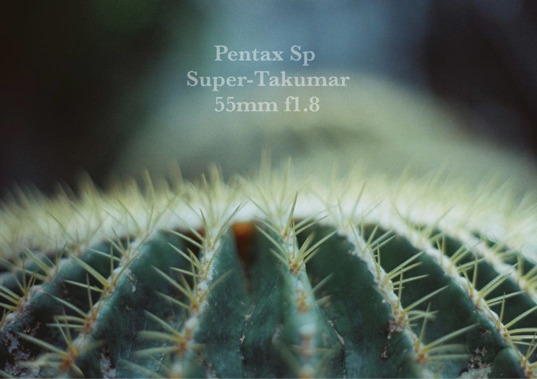 ★pentax sp ＊ブルー・リザード本革外装★完動＊美品＊初期保証＊作例必見