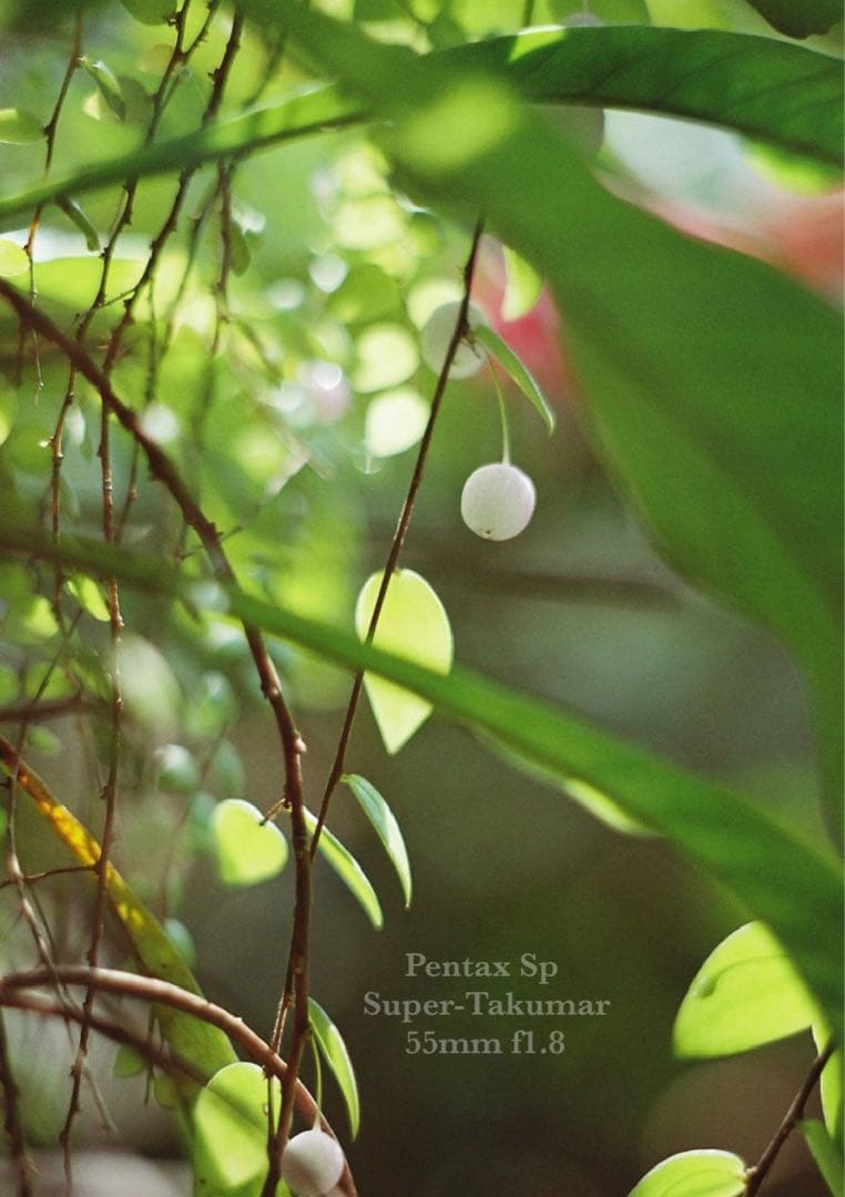 ★pentax sp ＊ブルー・リザード本革外装★完動＊美品＊初期保証＊作例必見