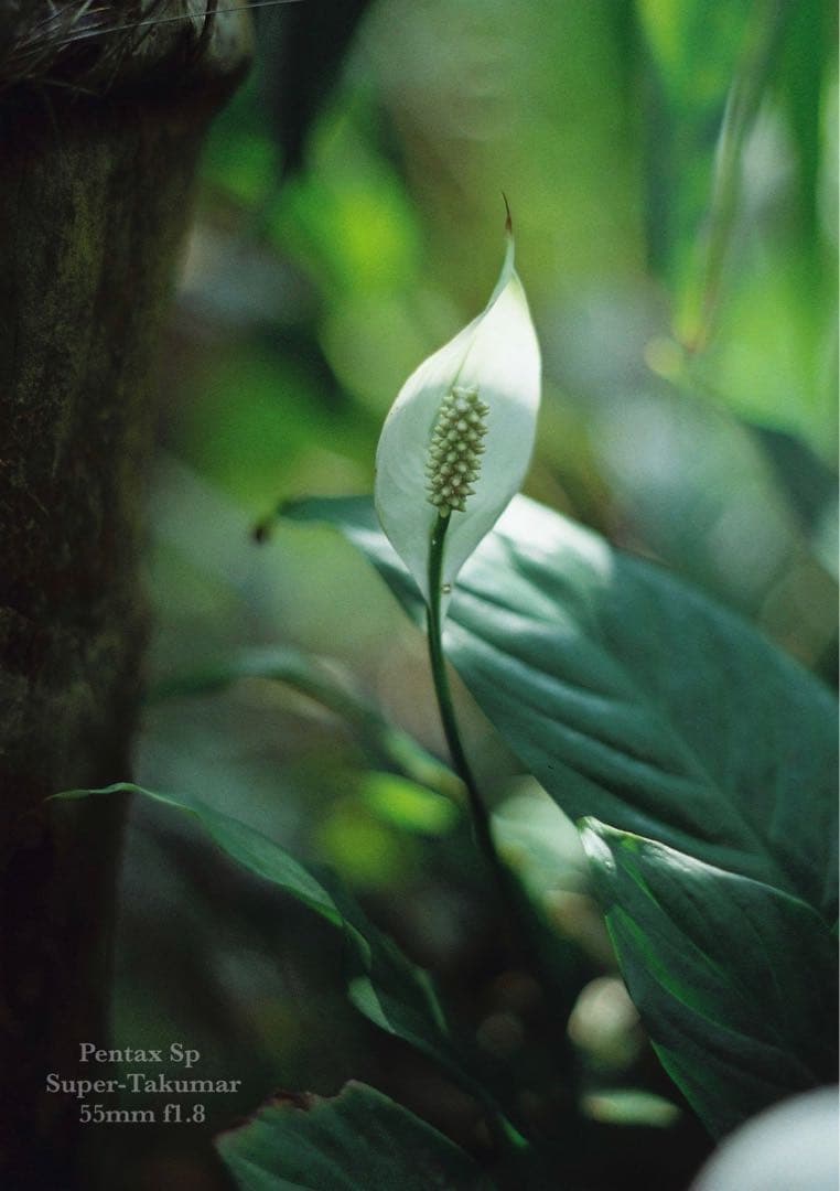 ★pentax sp ＊ブルー・リザード本革外装★完動＊美品＊初期保証＊作例必見