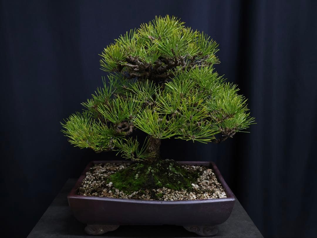 黒松 模様木 盆栽 古木　樹高40cm 中品　大品