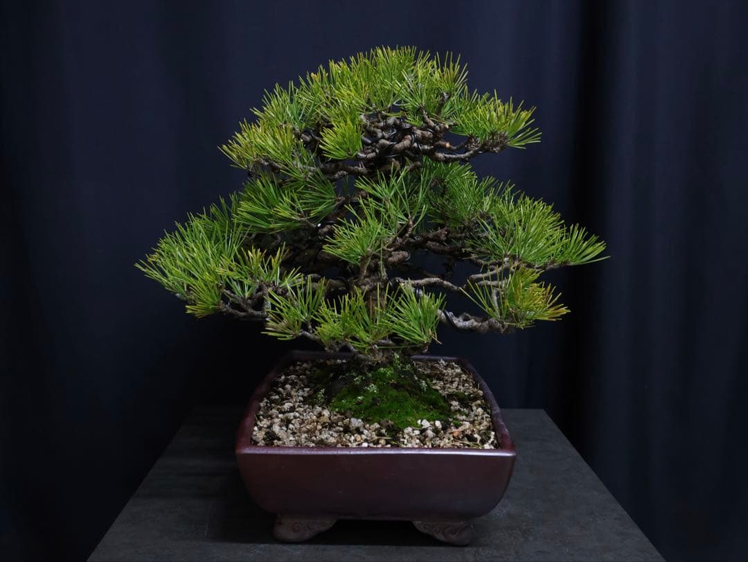 黒松 模様木 盆栽 古木　樹高40cm 中品　大品