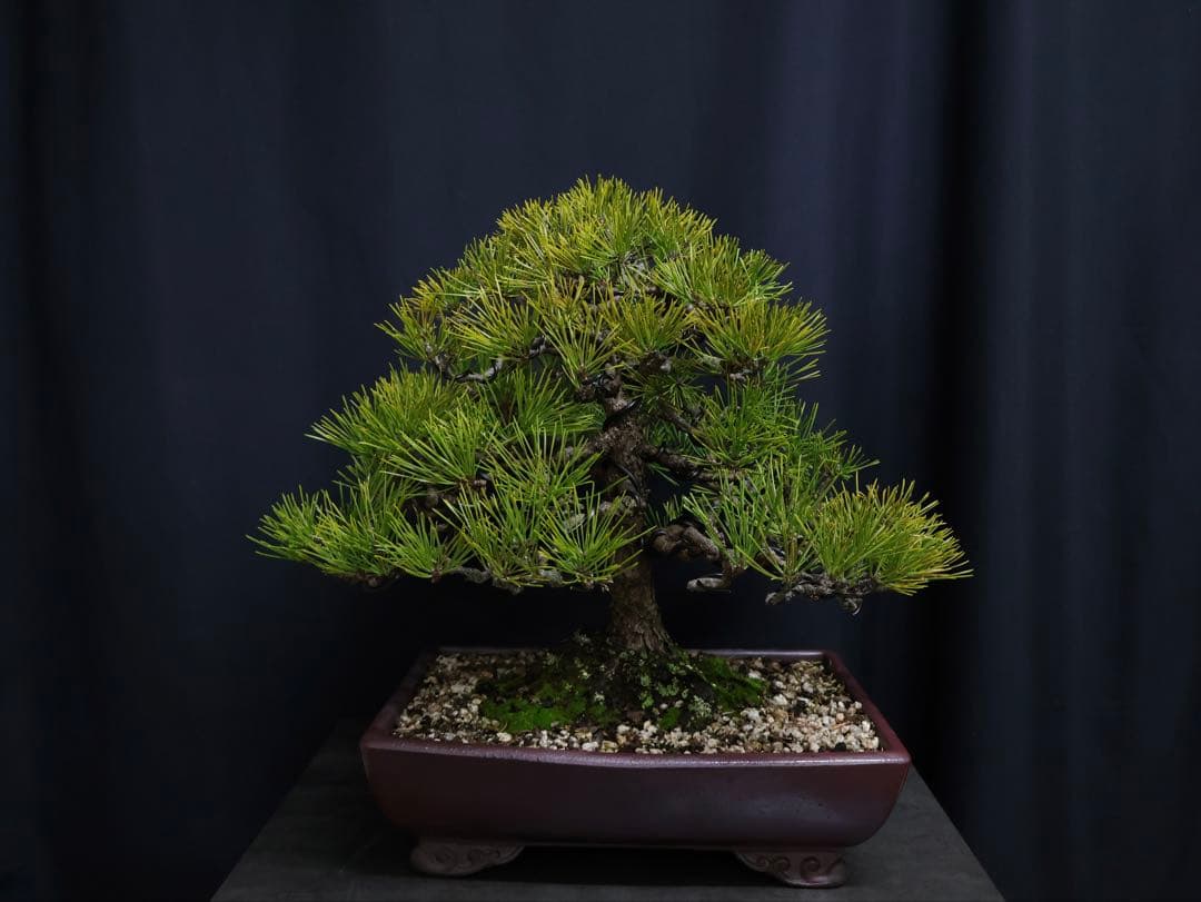 黒松 模様木 盆栽 古木　樹高40cm 中品　大品