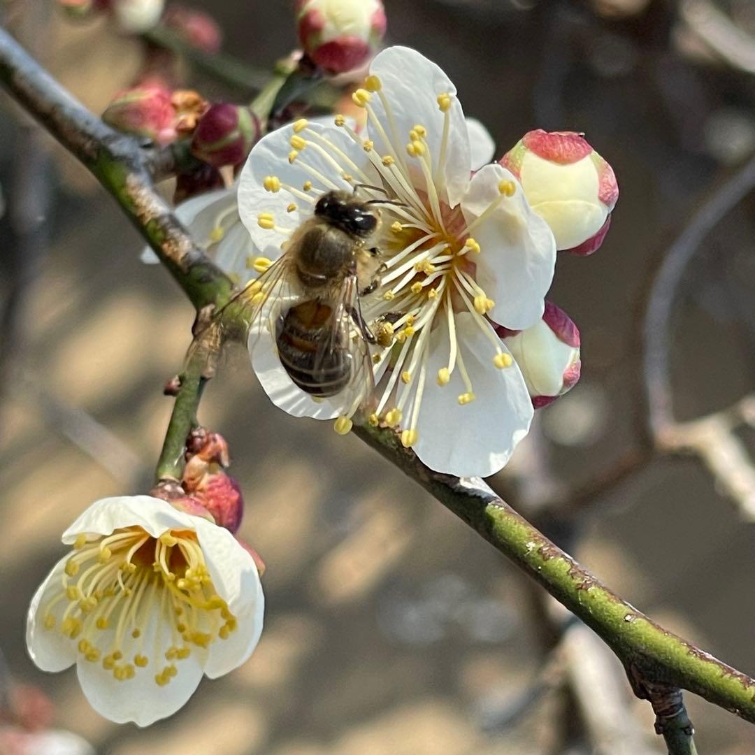 日本蜜蜂のハチミツ1100g瓶1本(半結晶化蜜)