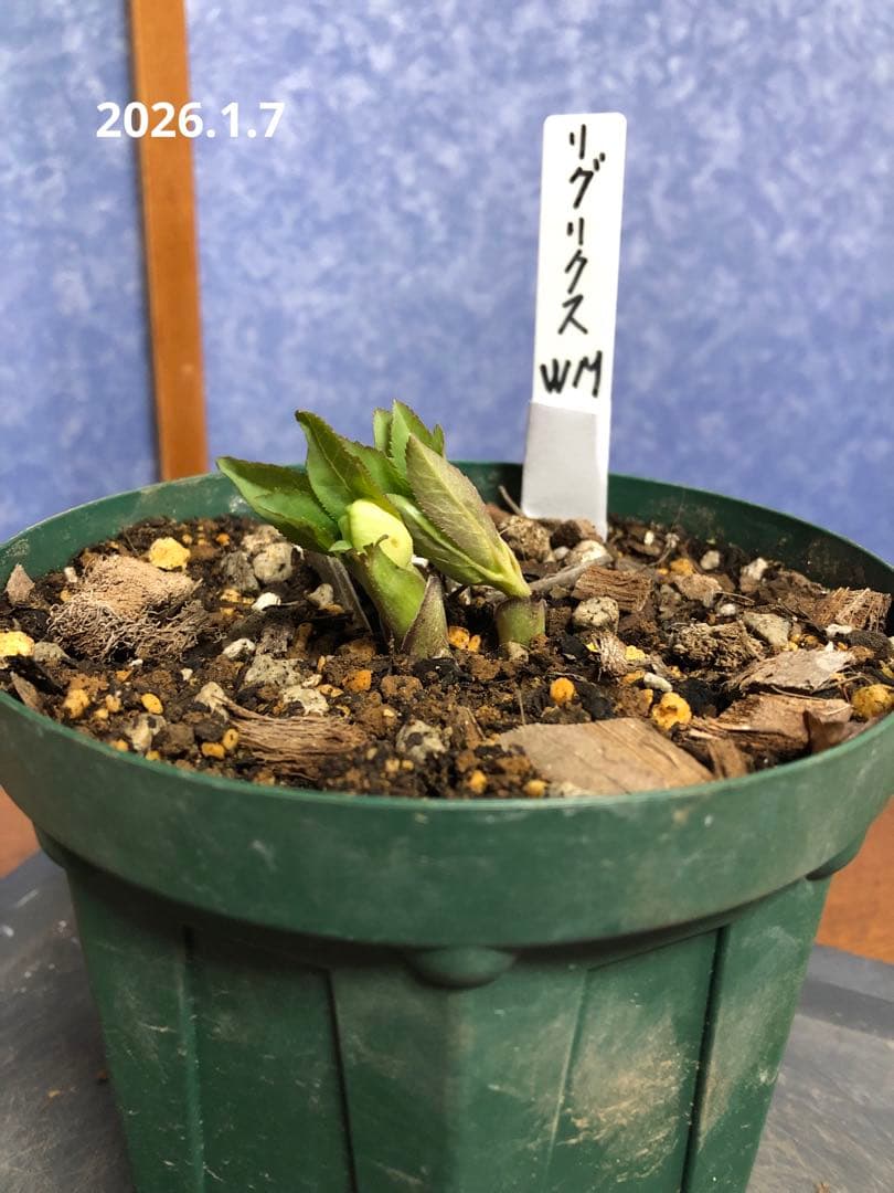 クリスマスローズ　リグリクス　原種　シングル