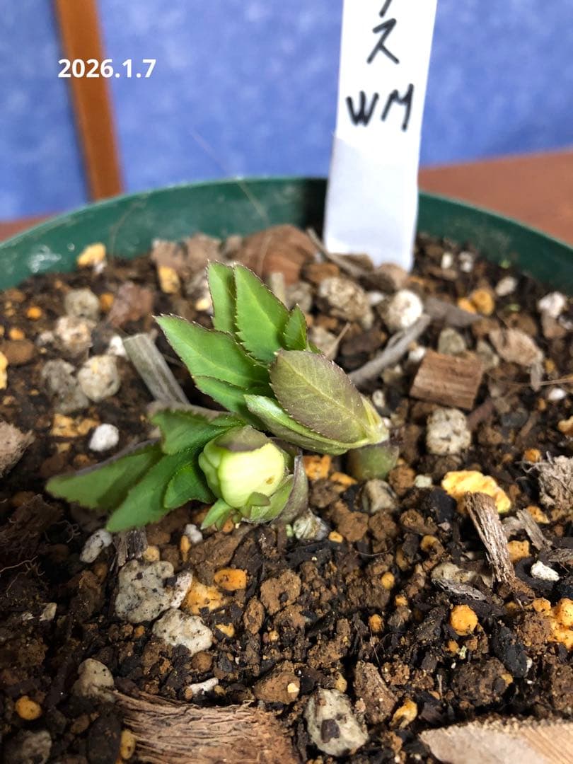 クリスマスローズ　リグリクス　原種　シングル