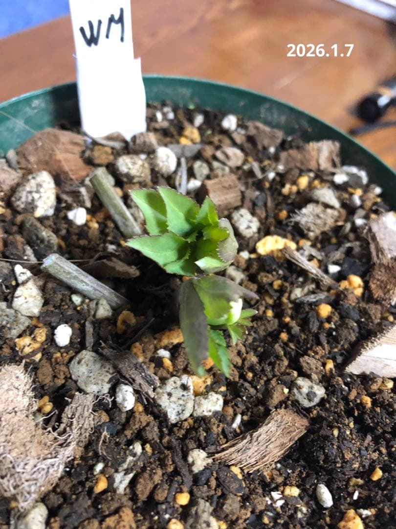 クリスマスローズ　リグリクス　原種　シングル