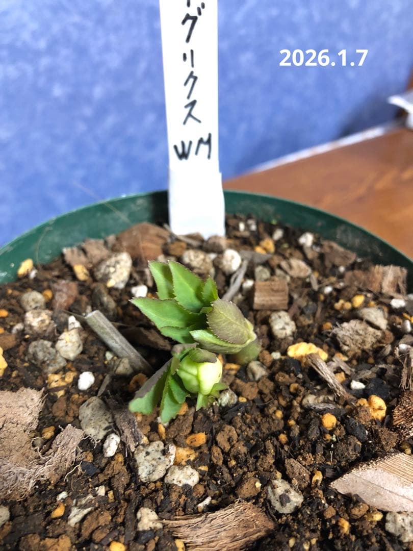 クリスマスローズ　リグリクス　原種　シングル