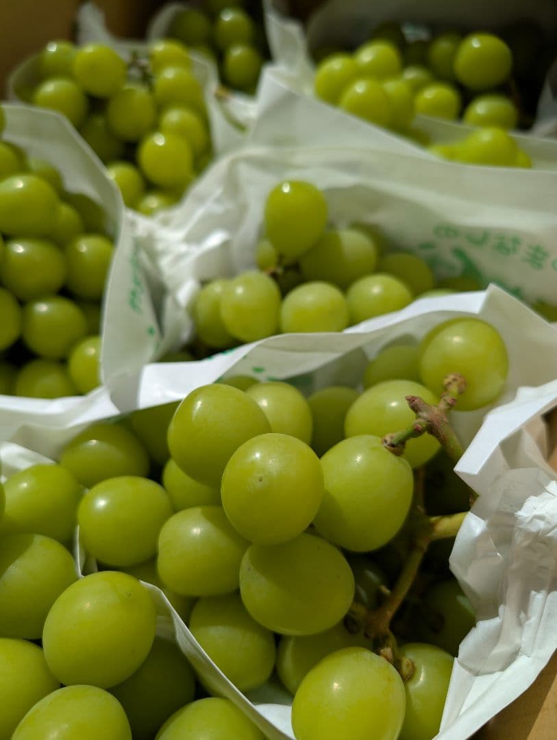 山梨県産ぶどう　シャインマスカット　9房入り箱込み約5.5kg