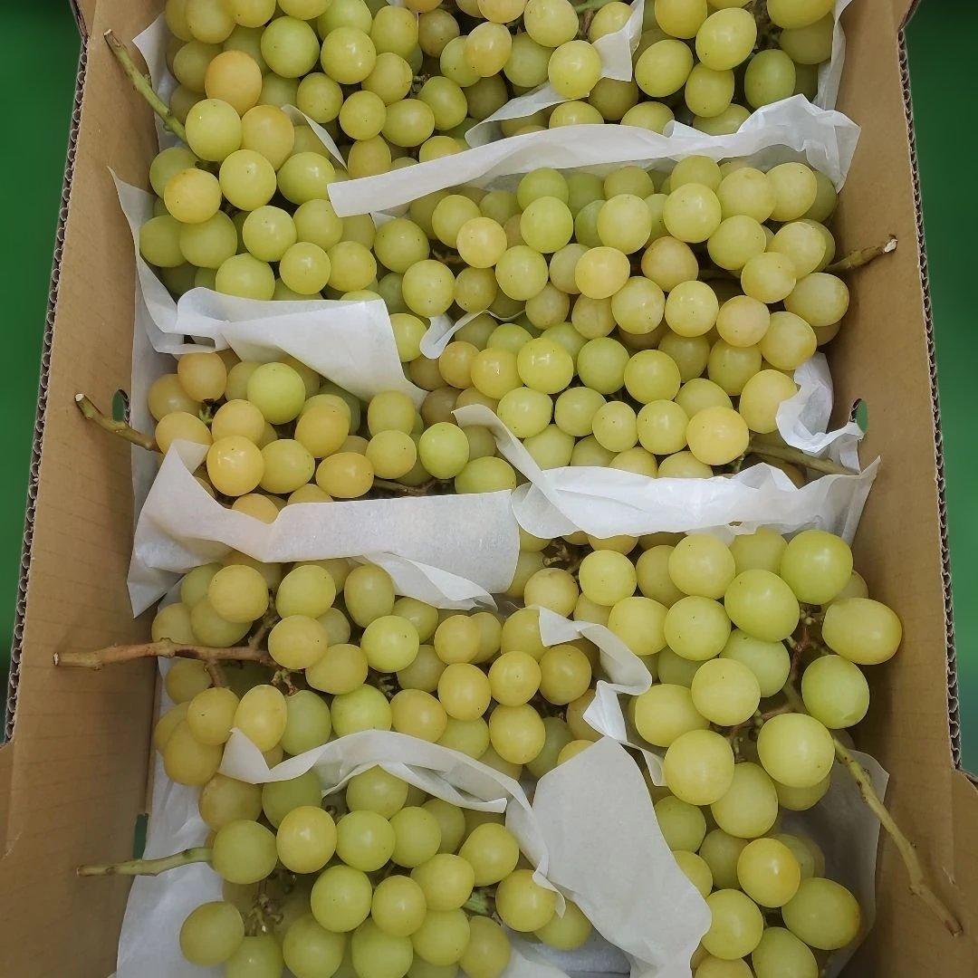 7️⃣ 山梨県産 シャインマスカット １１房入り 箱込み5.7キロ