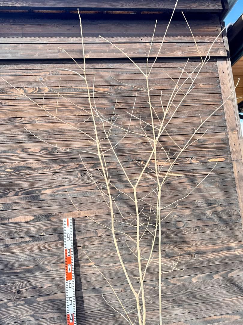 アオダモ/自生山採り【現品発送】管理70956