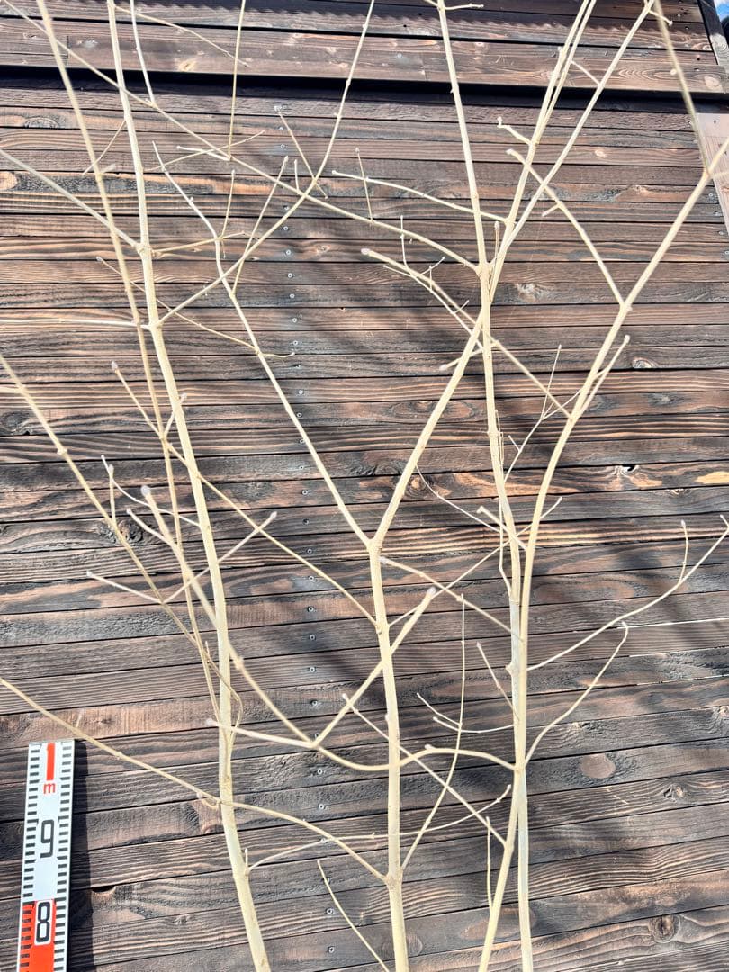 アオダモ/自生山採り【現品発送】管理70956