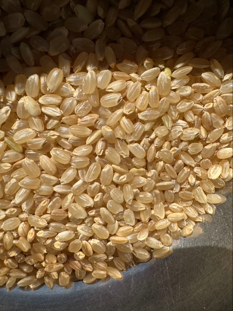 玄米　約25kg お米　最安値　米　限定　ご飯　米　令和7年　茨城県産