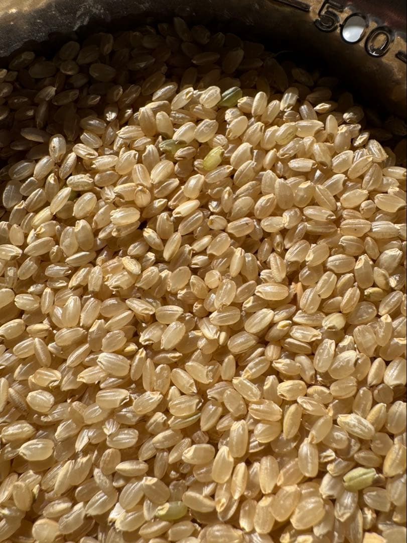 玄米　約25kg お米　最安値　米　限定　ご飯　米　令和7年　茨城県産