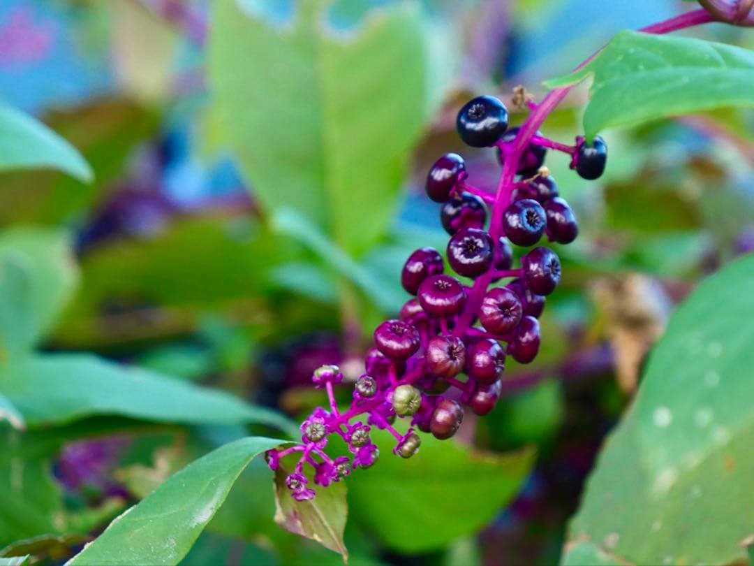 レンズ(ズーム) LEICA DG VARIO-ELMARIT 12-60mmF2.8-4.0