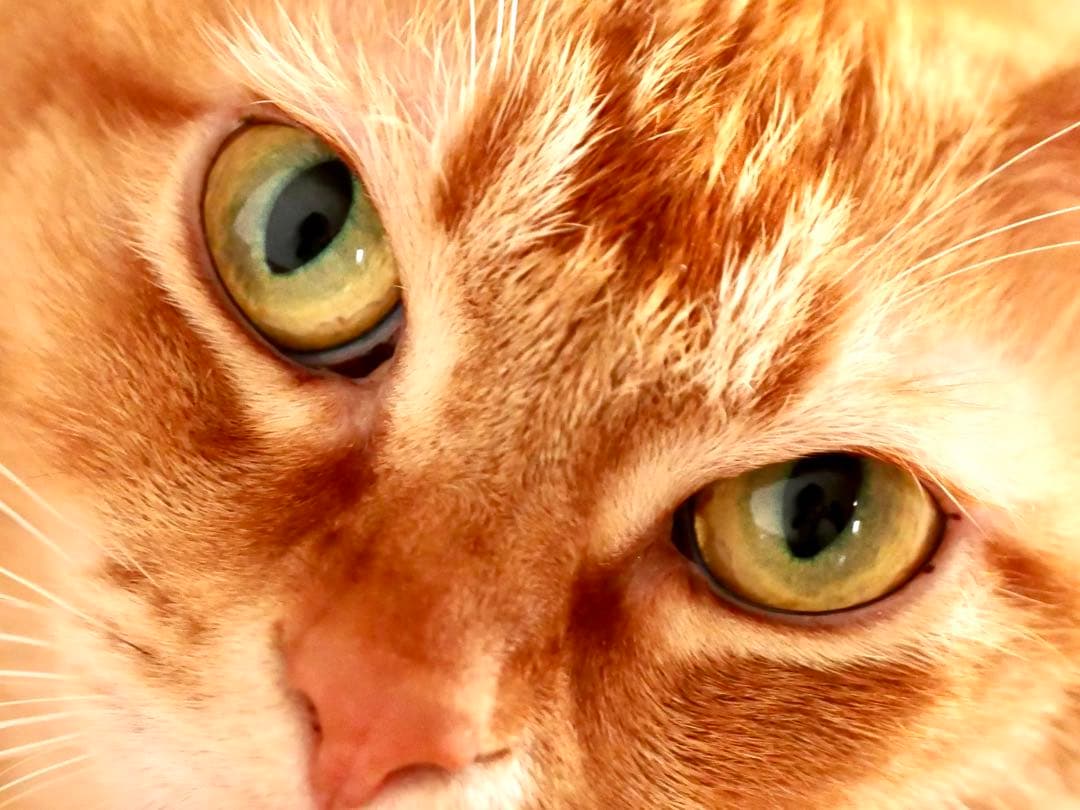 レンズ(ズーム) LEICA DG VARIO-ELMARIT 12-60mmF2.8-4.0