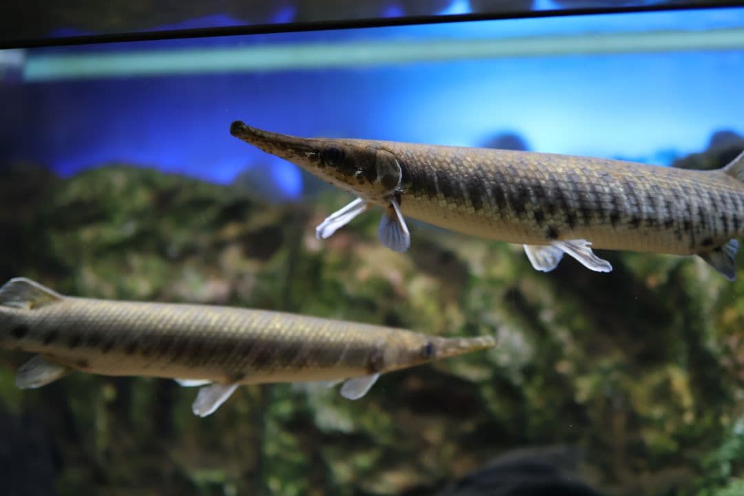 Canon EOS R10 ボディ