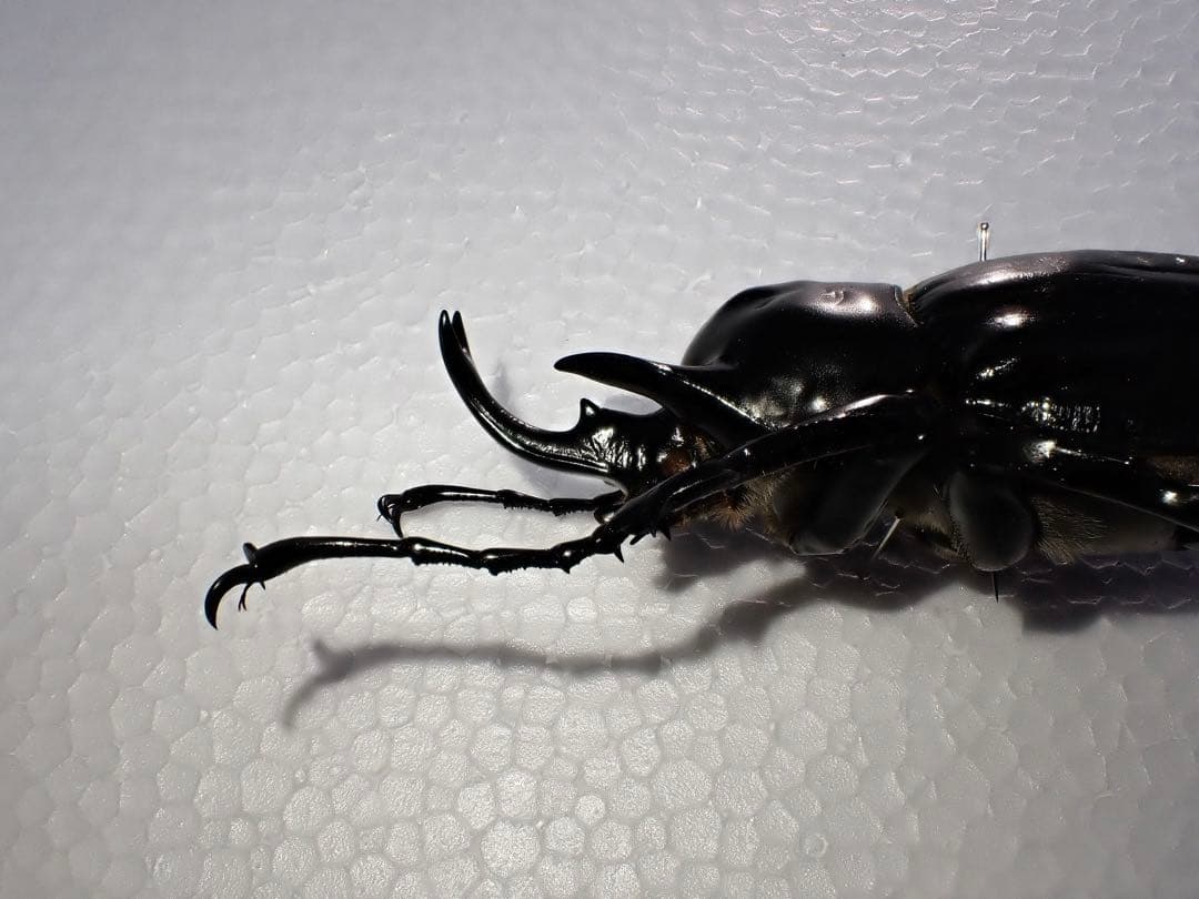 【標本】ヴァズデメロゾウカブト　ボリビア産　100.1ミリ　飼育品ＷＦ2