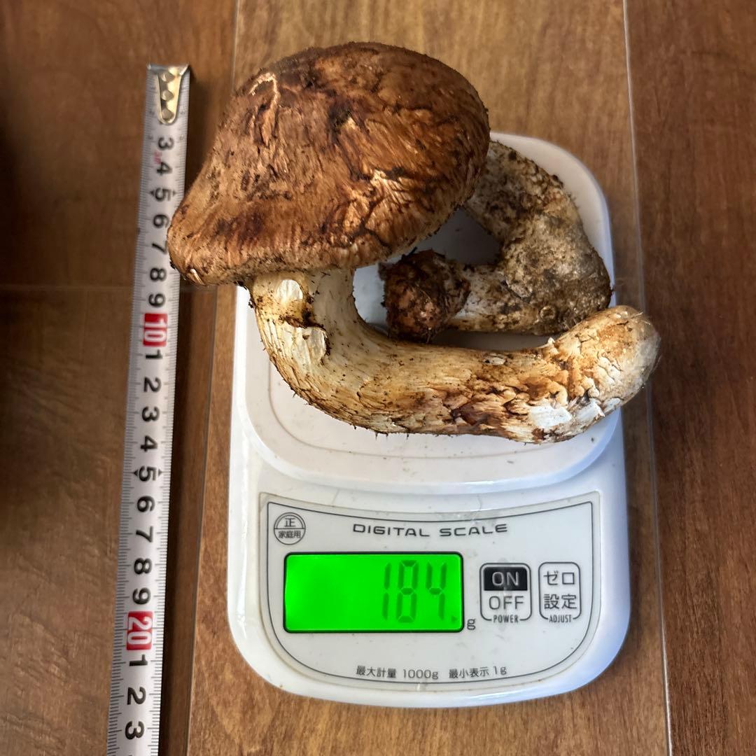 極上&双子‼️長野県南信州産‼️松茸 2本セット 184g 10/17朝採れ