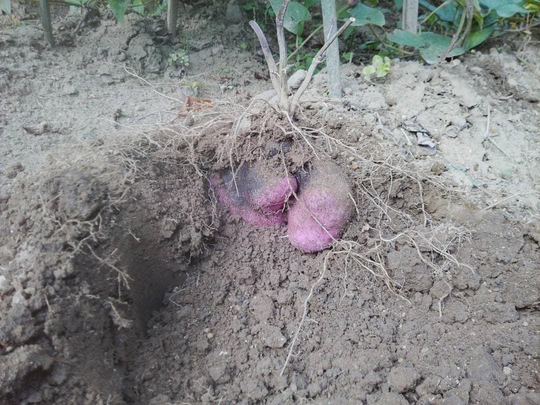 紫山芋【旬の味覚】約10Kg(梱包材込)を9,000円で特別販売!