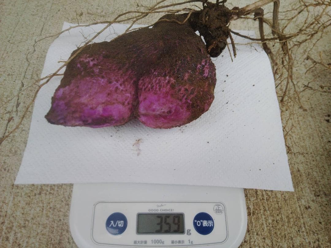 紫山芋【旬の味覚】約10Kg(梱包材込)を9,000円で特別販売!
