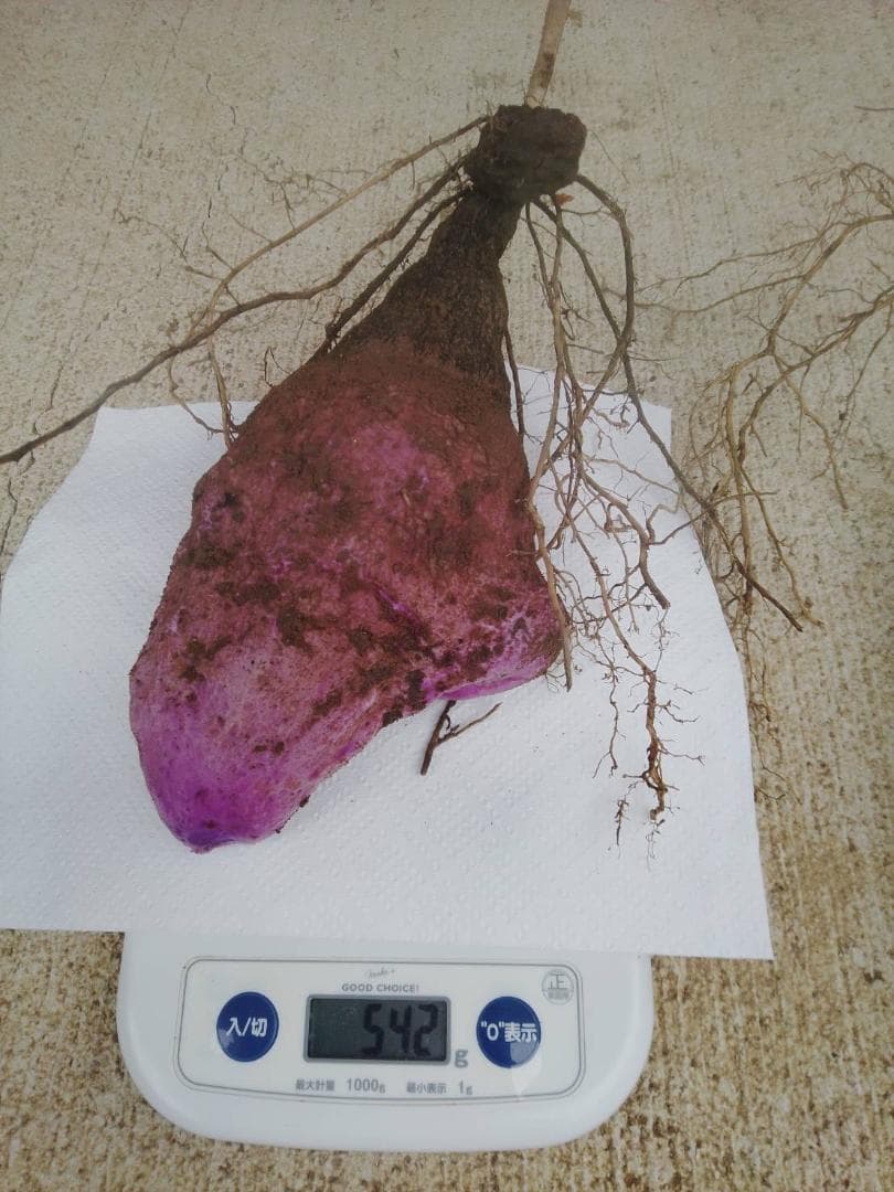 紫山芋【旬の味覚】約10Kg(梱包材込)を9,000円で特別販売!
