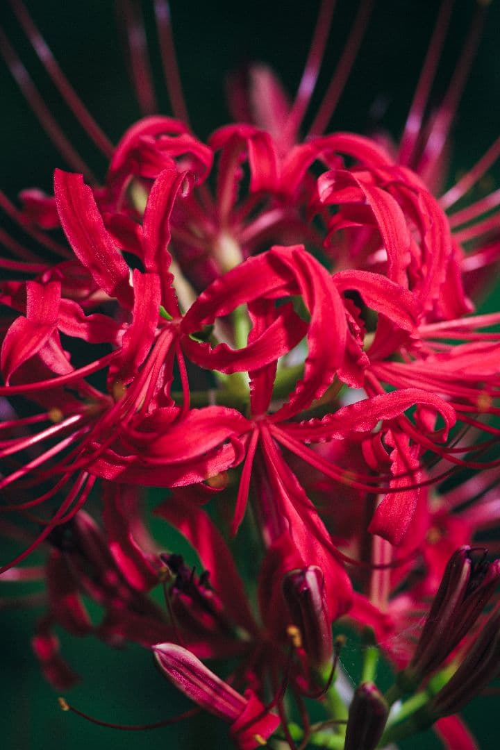 new fd 200mm f/4 マクロレンズ 　作例あり